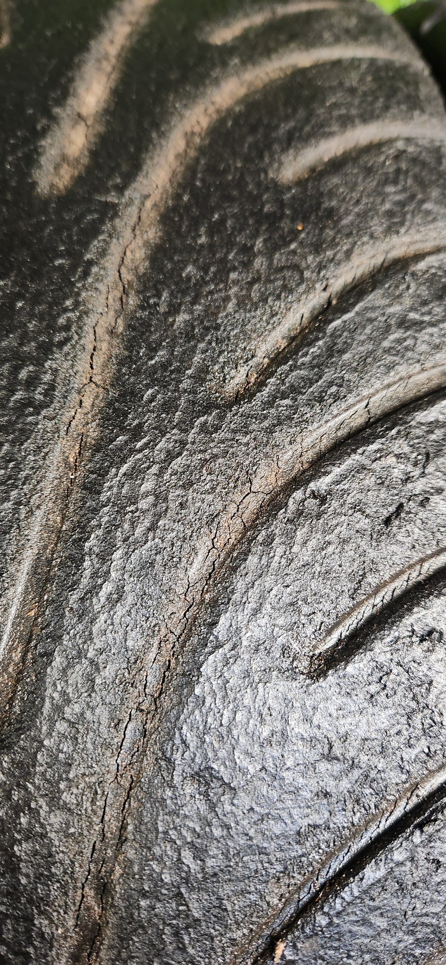 Goodyear (Dunlop) 205/62/17 Ex-Clio Cup Wets (215/45/17). (Pair)